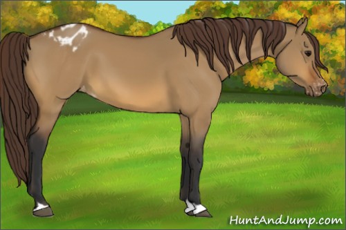 Horse Color:Bay Dun Appaloosa 