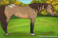 Horse Color:Bay Dun Appaloosa 