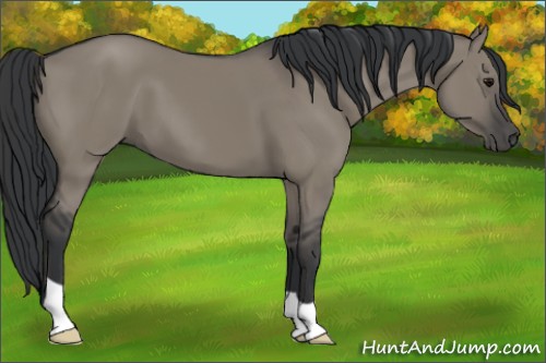 Horse Color:Grullo 