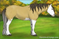Horse Color:Buckskin Splash 