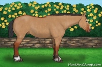 Horse Color:Bay Dun Sabino Rabicano  and Bay Dun Sabino Rabicano 