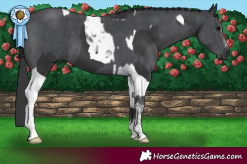 Horse Color:Black Tobiano and Black Sabino