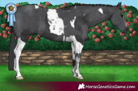 Horse Color:Black Tobiano and Black Sabino