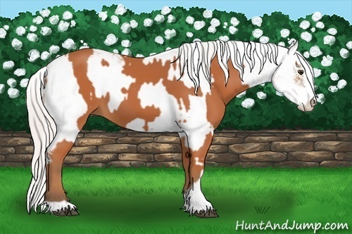 Horse Color:Silver Bay Sabino Rabicano  and Silver Bay Sabino Rabicano 