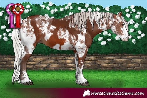 Horse Color:Silver Bay Sabino Rabicano  and Silver Bay Sabino Rabicano 