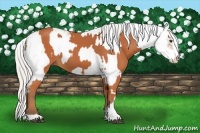 Horse Color:Silver Bay Sabino Rabicano and Silver Bay Sabino Rabicano