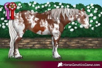 Horse Color:Silver Bay Sabino Rabicano and Silver Bay Sabino Rabicano