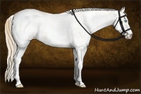 Horse Color:Perlino Sabino Rabicano  and White Spotted Perlino Rabicano 