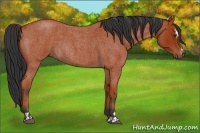 Horse Color:Bay Roan Sabino Rabicano  and Bay Roan Sabino Rabicano 