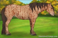 Horse Color:Bay Sabino Rabicano  and Amber Champagne Sabino Rabicano 