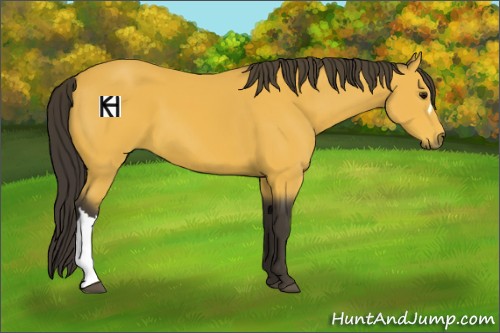 Horse Color:Buckskin 