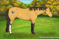 Horse Color:Buckskin 