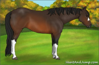 Horse Color:Gray Buckskin