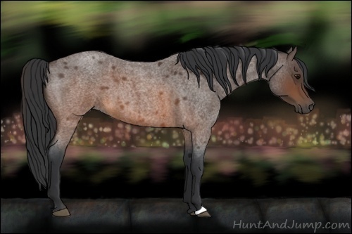 Horse Color:Brown Roan 