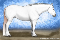 Horse Color:Gray Bay Sabino Rabicano  and Gray Bay Sabino Blanket Rabicano 