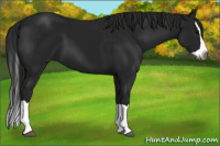 Horse Color:Gray Black Splash