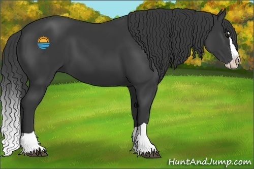 Horse Color:Smoky Black Splash