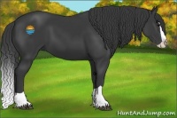 Horse Color:Smoky Black Splash