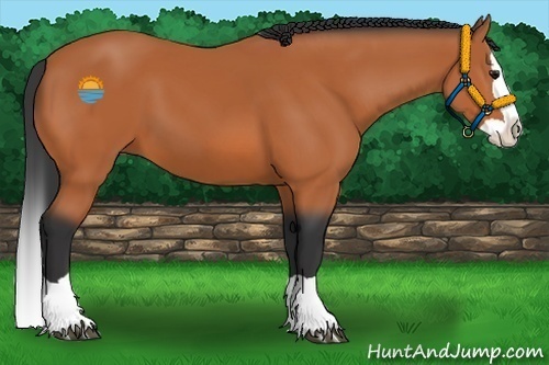 Horse Color:Bay Splash 