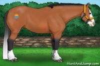 Horse Color:Bay Splash 