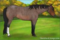 Horse Color:Gray Bay Roan 