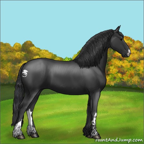 Horse Color:Black 