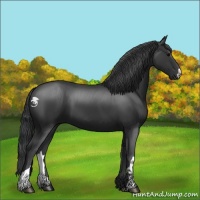 Horse Color:Black 