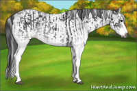 Horse Color:Gray White Spotted Black and Gray White Spotted Black Splash
