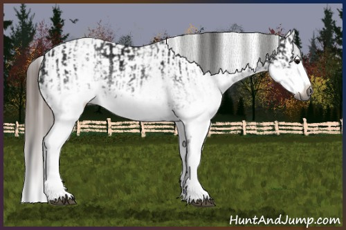 Horse Color:Gray White Spotted Black Splash  and Gray White Spotted Black Splash Appaloosa 