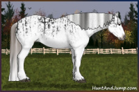 Horse Color:Gray White Spotted Black Splash  and Gray White Spotted Black Splash Appaloosa 
