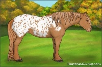 Horse Color:Chestnut Appaloosa 