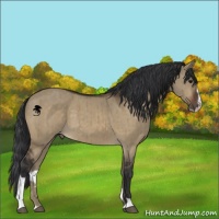 Horse Color:Brown Dun Sabino Brindle