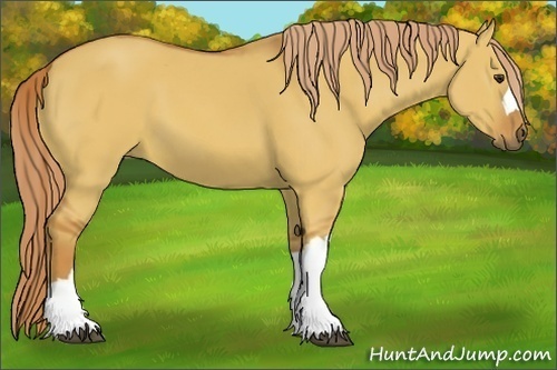 Horse Color:Red Dun 