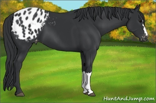 Horse Color:Black Appaloosa 
