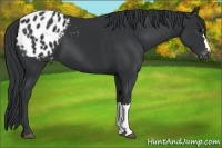 Horse Color:Black Appaloosa