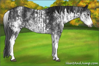 Horse Color:Gray White Spotted Black and Gray White Spotted Black