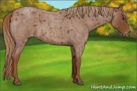Horse Color:Red Roan Appaloosa