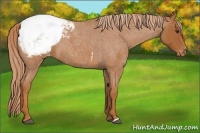 Horse Color:Red Roan Snowcap 