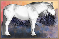 Horse Color:Gray White Spotted Black  and Gray White Spotted Black 