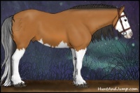 Horse Color:Bay Splash 