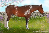 Horse Color:Gray White Spotted Silver Bay 