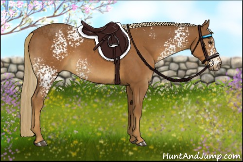 Horse Color:White Spotted Chestnut 