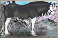 Horse Color:Black Splash