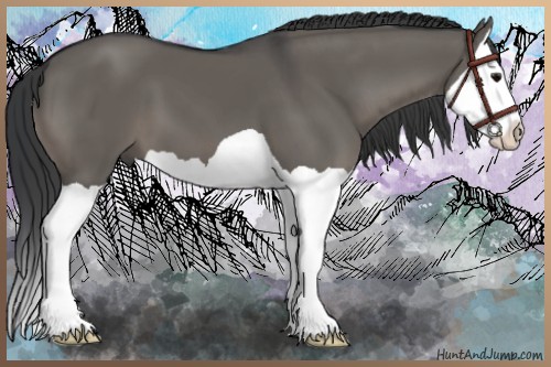 Horse Color:Grullo Splash 