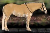 Horse Color:Palomino Splash  and Palomino 