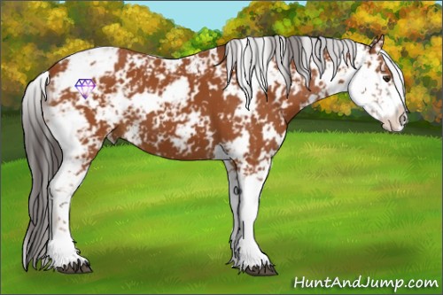 Horse Color:Bay Sabino 