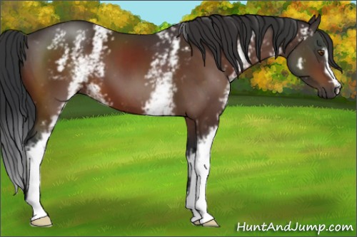 Horse Color:White Spotted Bay 