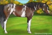Horse Color:White Spotted Bay 
