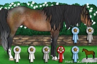 Horse Color:Brown Sabino