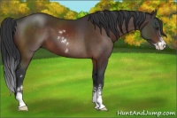 Horse Color:Brown Sabino